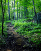 Adirondack path