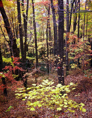 Click back to thumbnails