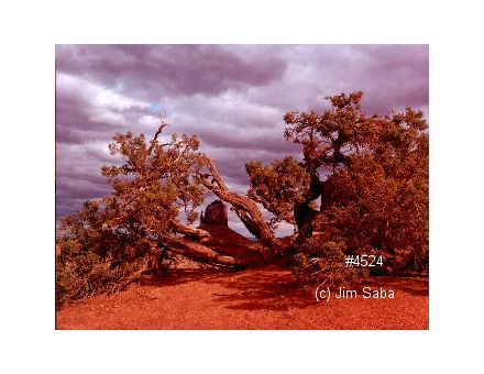 Click back to thumbnails