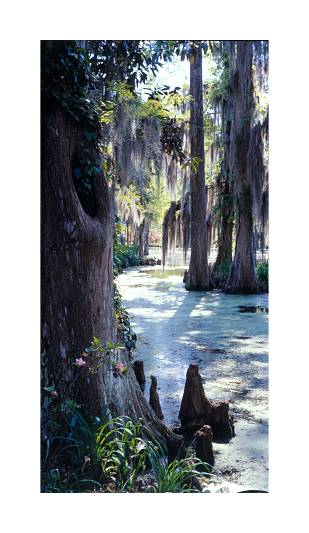 Click back to thumbnails