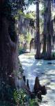 Bald Cypress Swamp