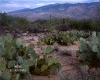 Cactus Field