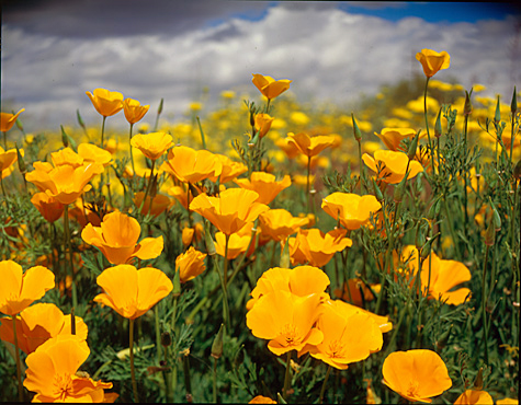 Click back to thumbnails